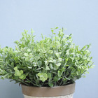 Arranjo De Folhagem Eucalipto No Vaso De Cerâmica Branco P |